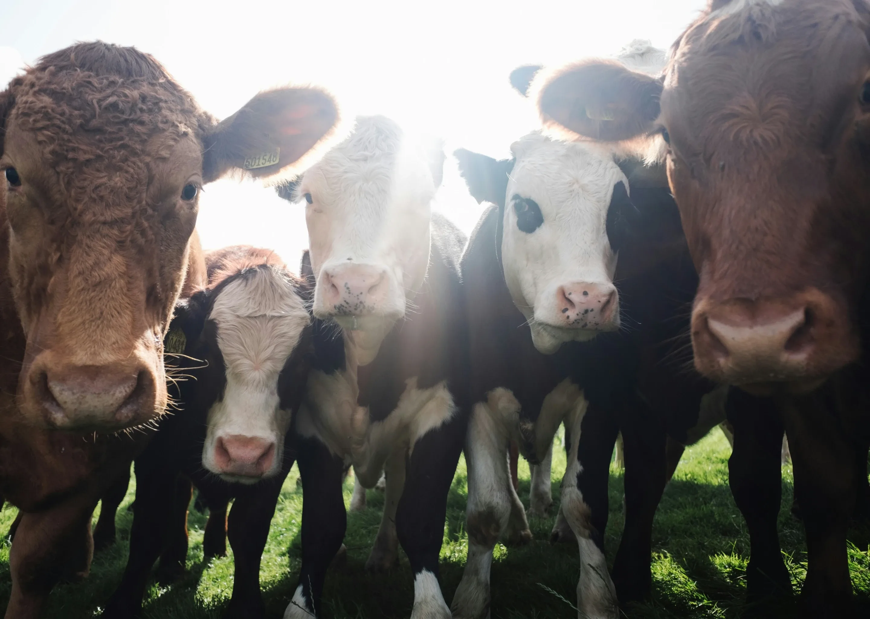 Cows at a farm animal sanctuary, homepage hero background